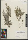 Foto von Salix repens subsp. rosmarinifolia (L.) Andersson